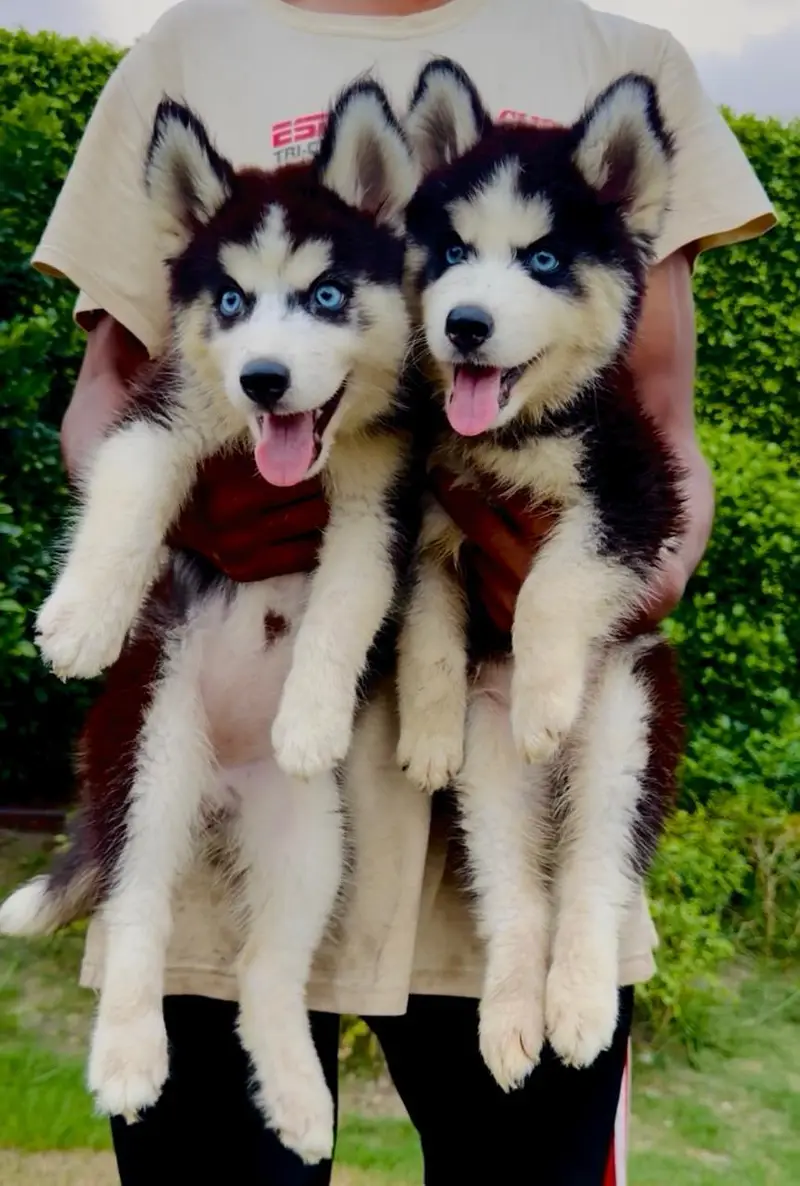 husky puppies / puppy/ dog — photo 3
