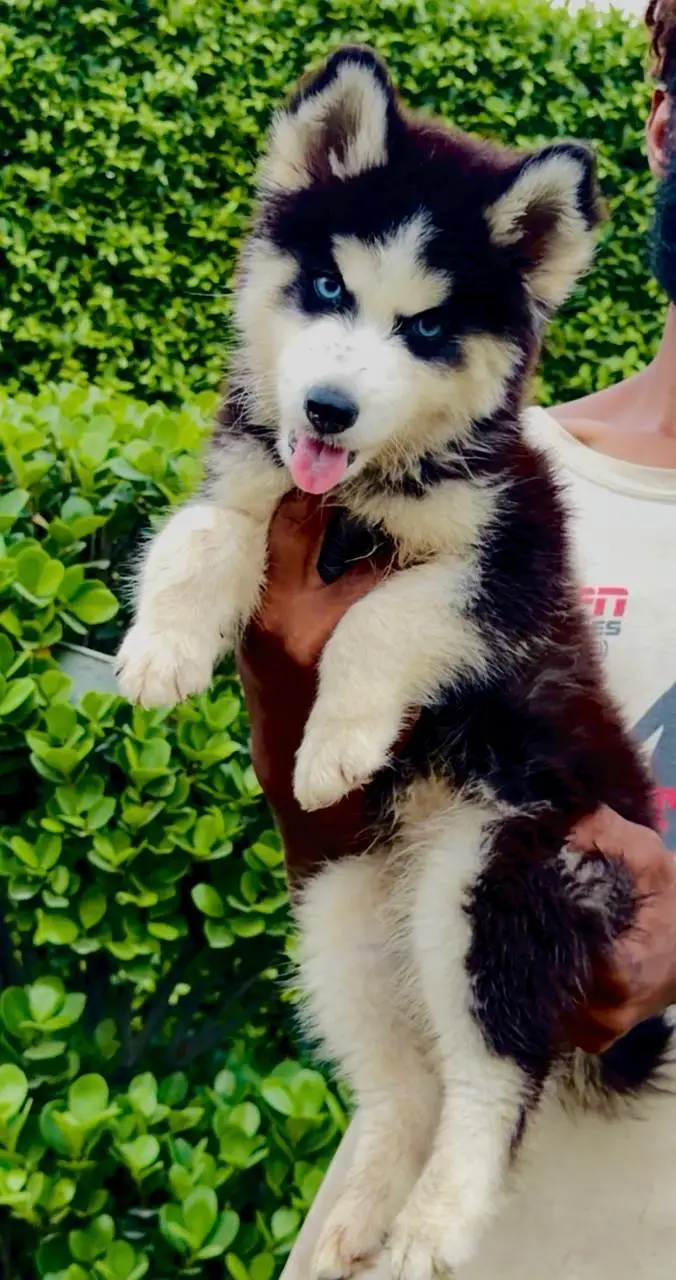 husky puppies / puppy/ dog — photo 4