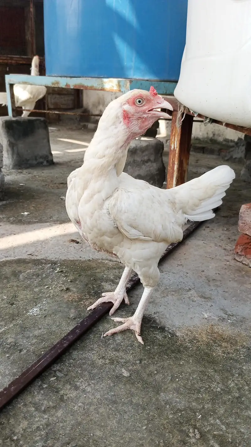 white bloodline egg laying healthy and Active — photo 2