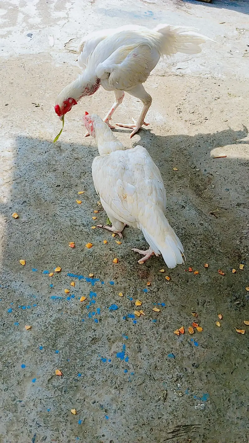 white bloodline egg laying healthy and Active — photo 3