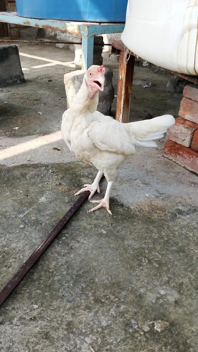 white bloodline egg laying healthy and Active — photo 4