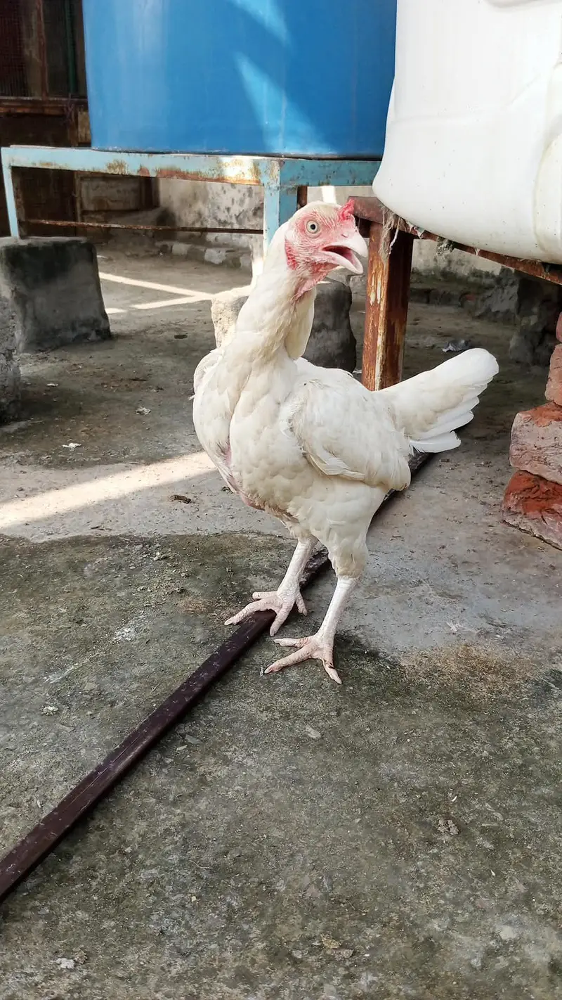 white bloodline egg laying healthy and Active — photo 5