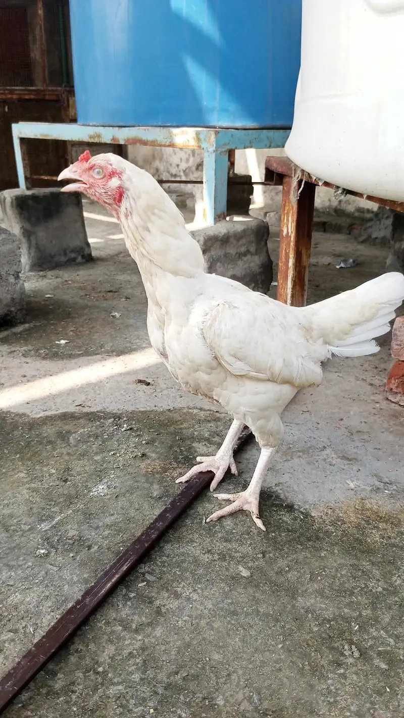 white bloodline egg laying healthy and Active — photo 6