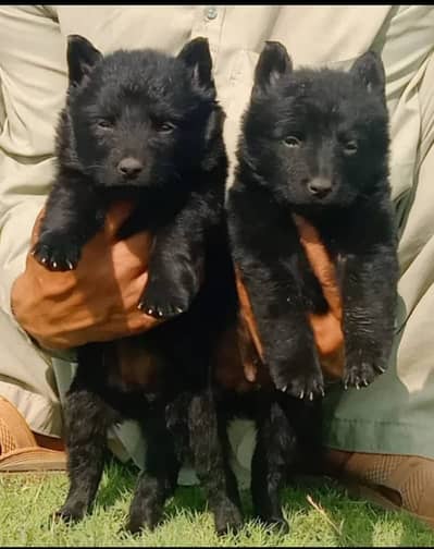 German Shepherd| Puppy | Double Coat puppies | Dog For Sale |GSD