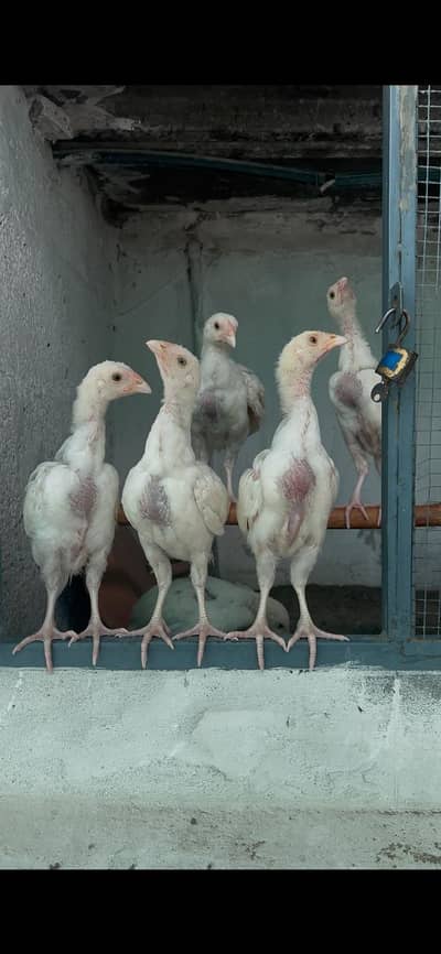 Heera Aseel Chicks for Sale