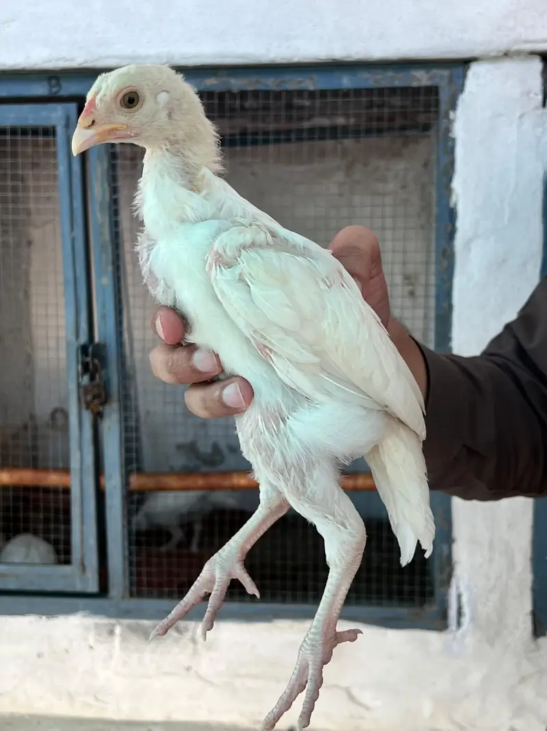 Heera Aseel Chicks for Sale — photo 2