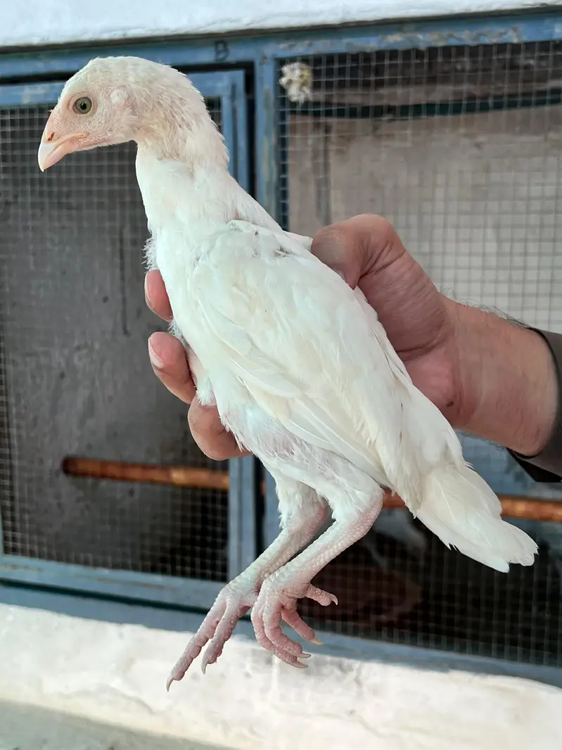 Heera Aseel Chicks for Sale — photo 3