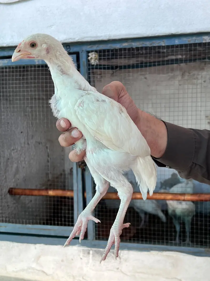 Heera Aseel Chicks for Sale — photo 4