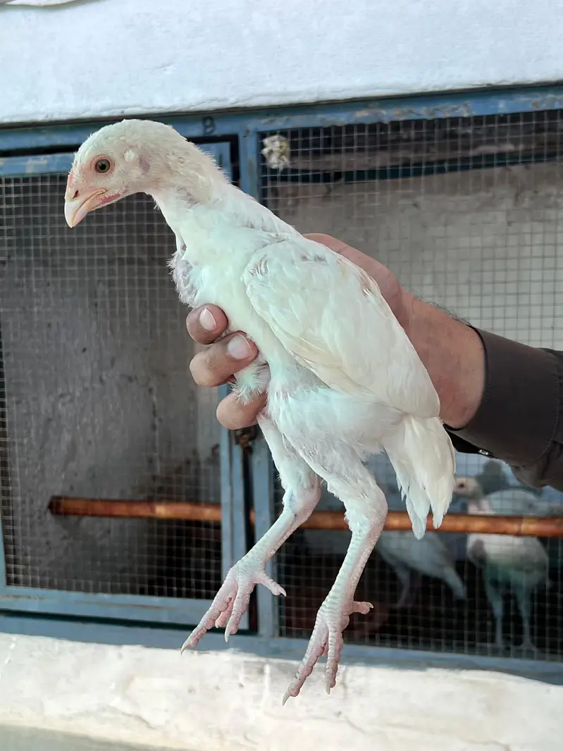 Heera Aseel Chicks for Sale — photo 5