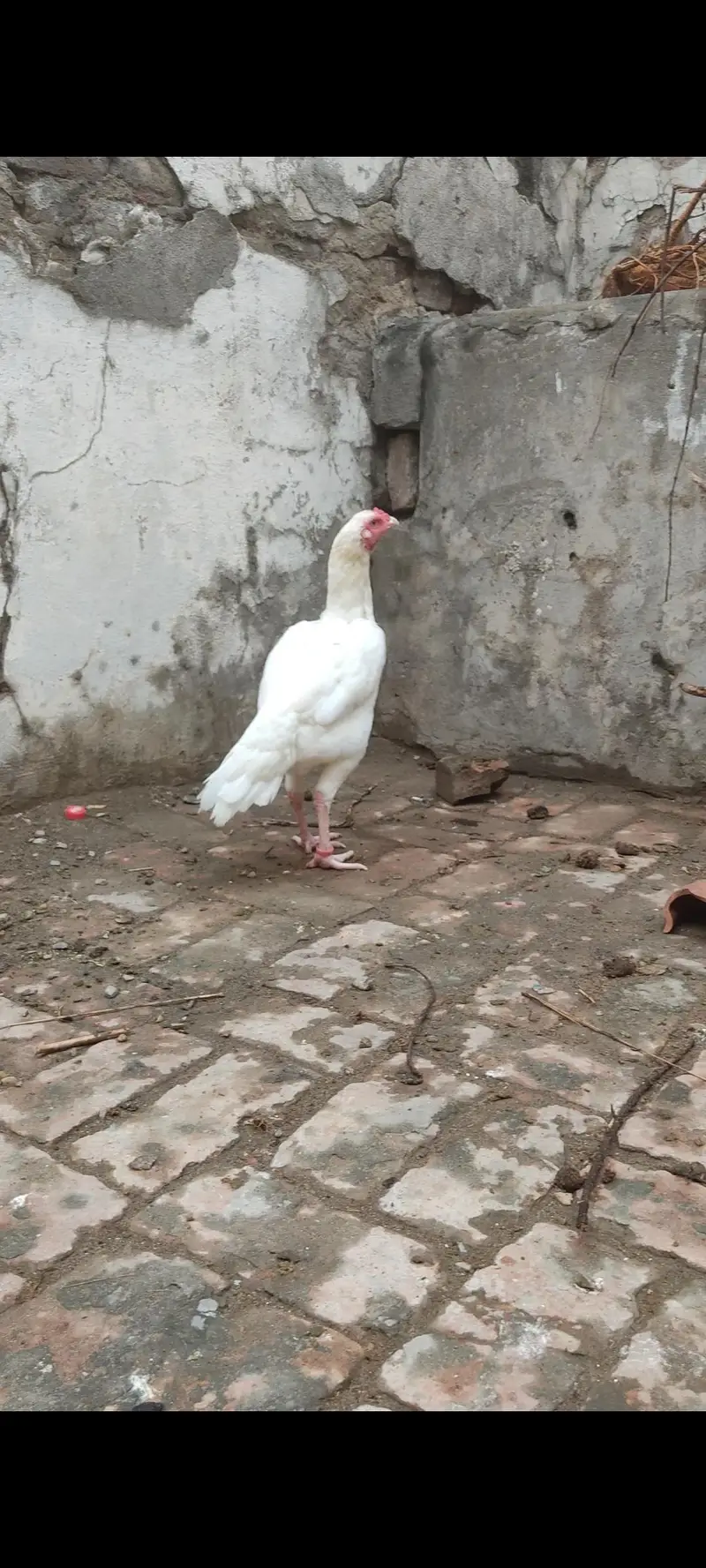 Heera Aseel Chicks for Sale — photo 6