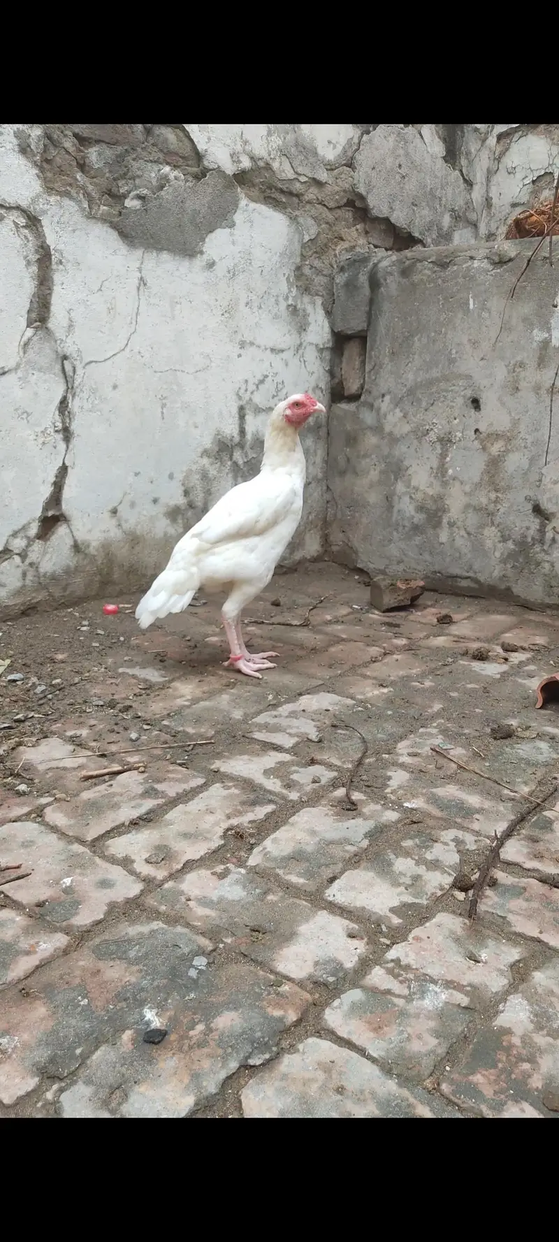Heera Aseel Chicks for Sale — photo 7