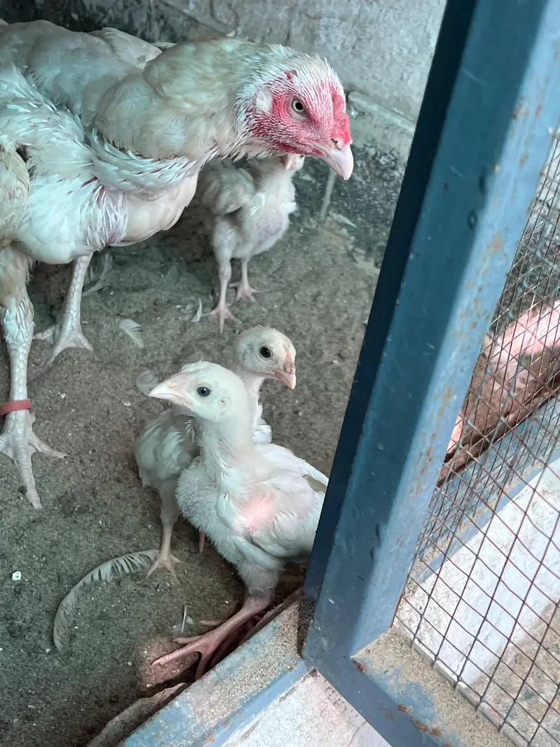 Heera Aseel Chicks for Sale — photo 8