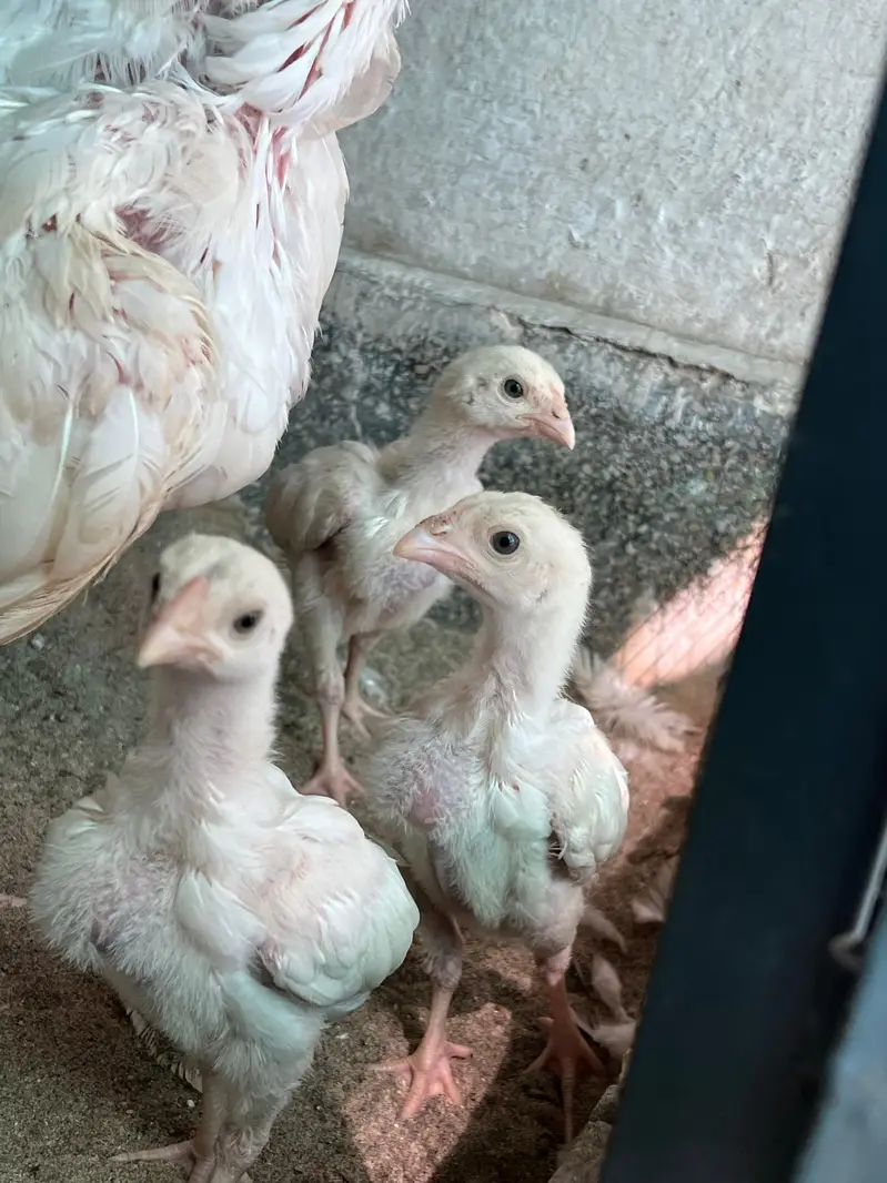 Heera Aseel Chicks for Sale — photo 9