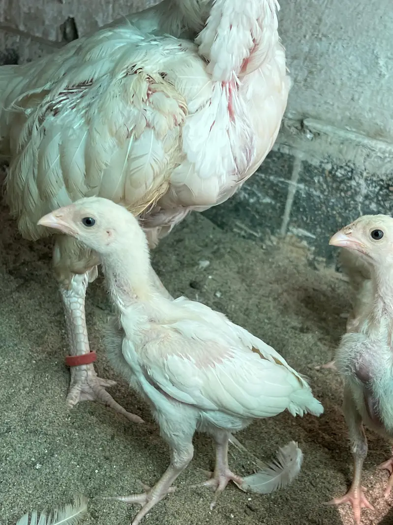 Heera Aseel Chicks for Sale — photo 10