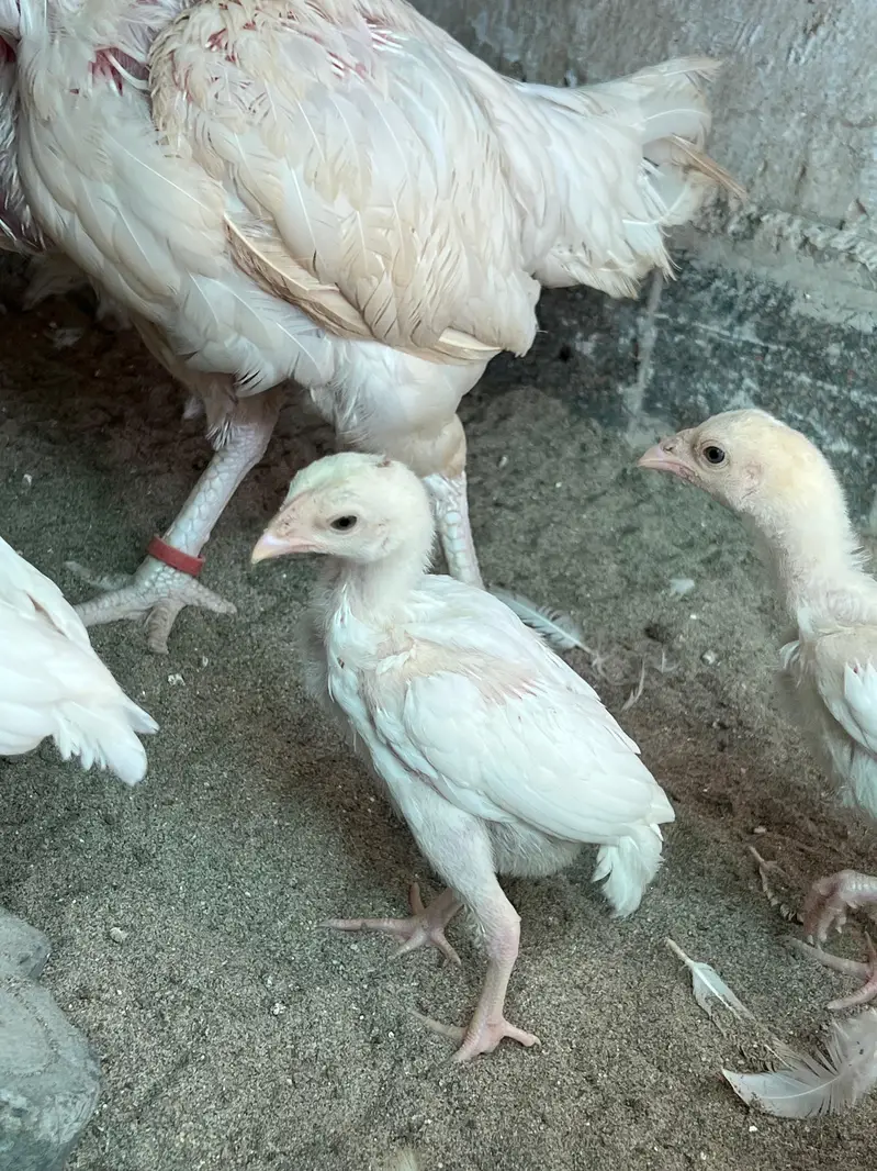Heera Aseel Chicks for Sale — photo 11