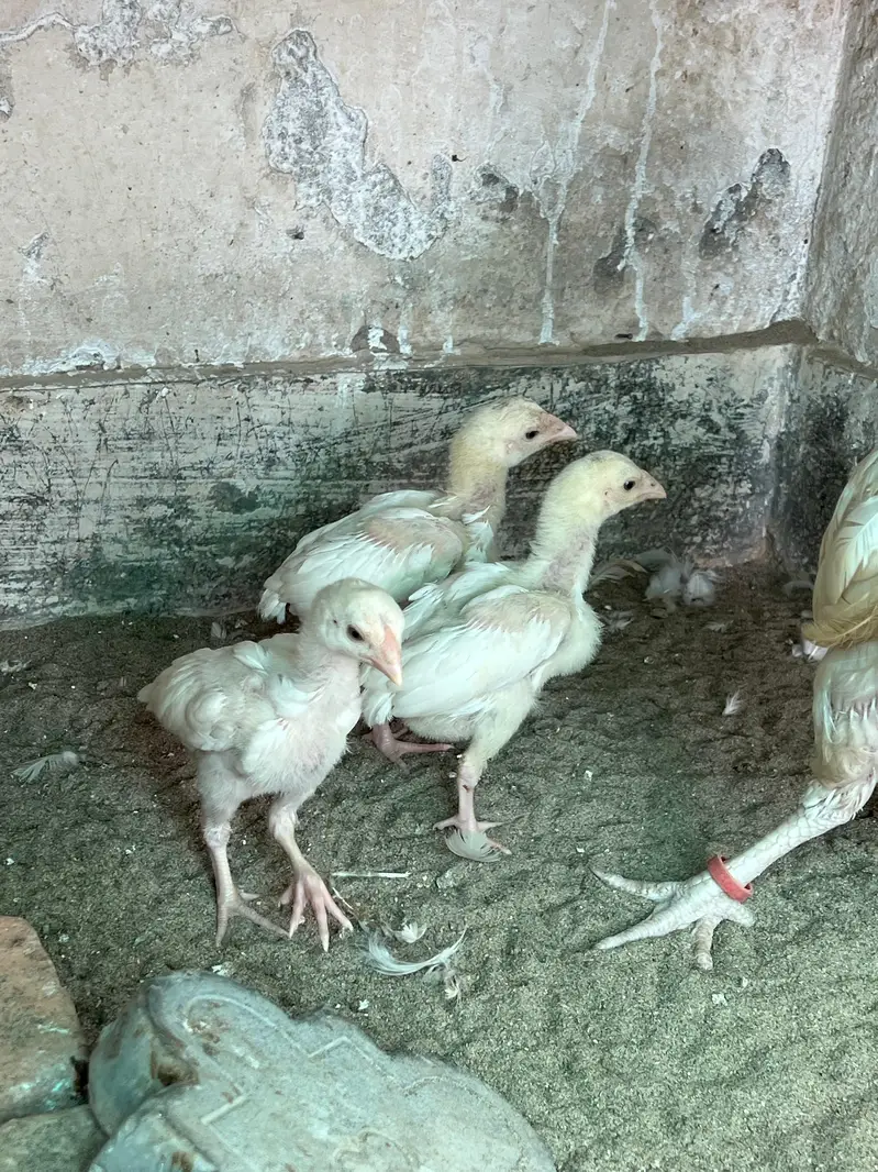 Heera Aseel Chicks for Sale — photo 12