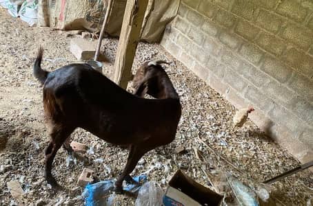 bakri for sale