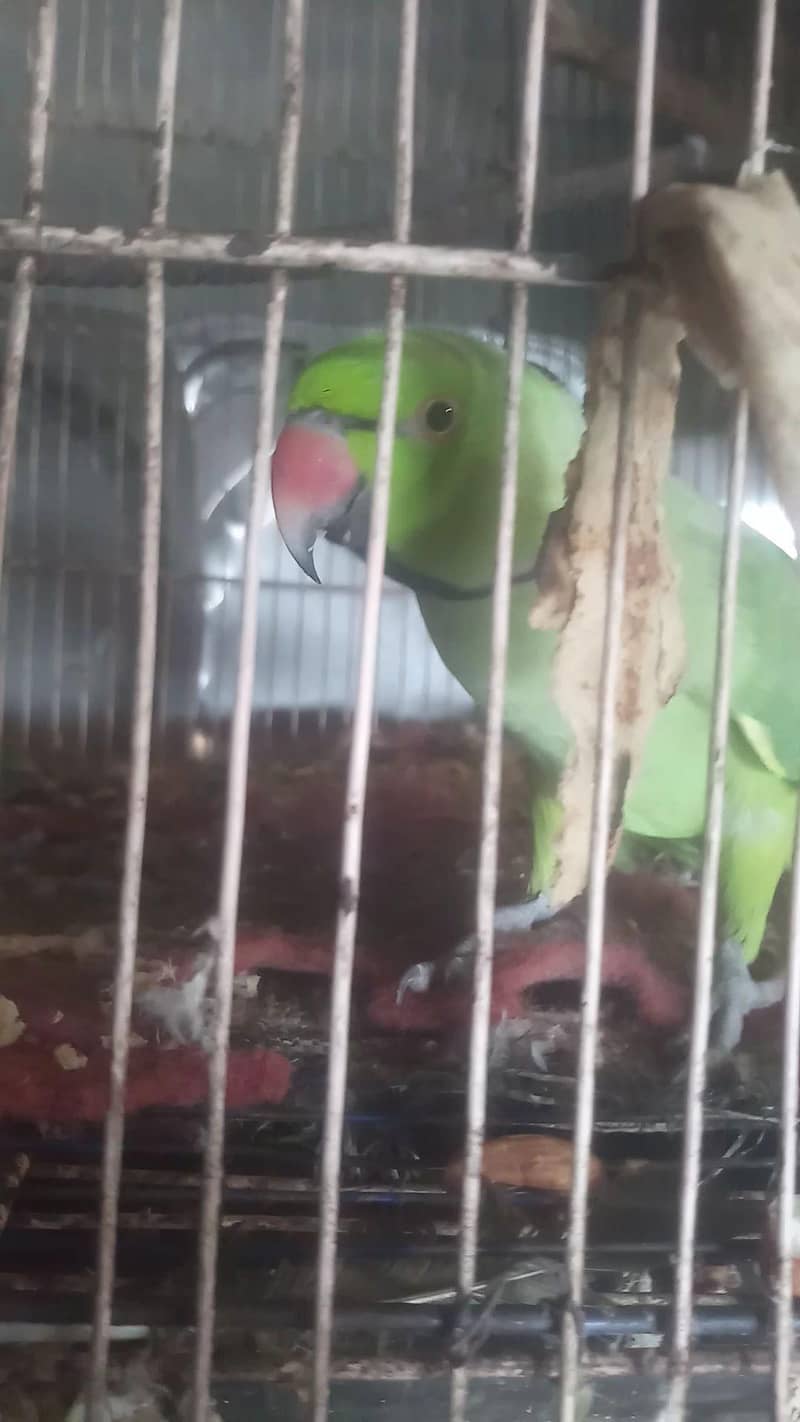 parrot pair 1