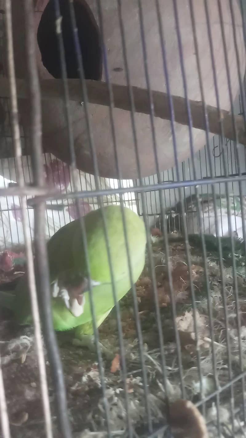 parrot pair 2