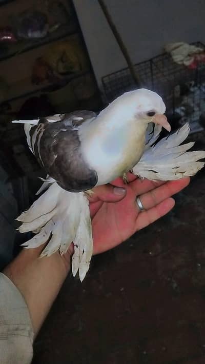 fancy pegions