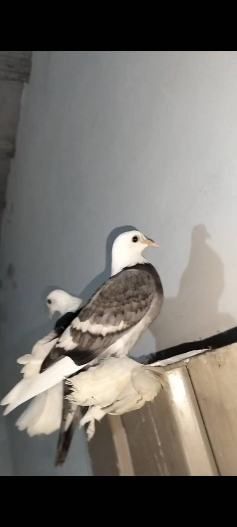 fancy pegions 1