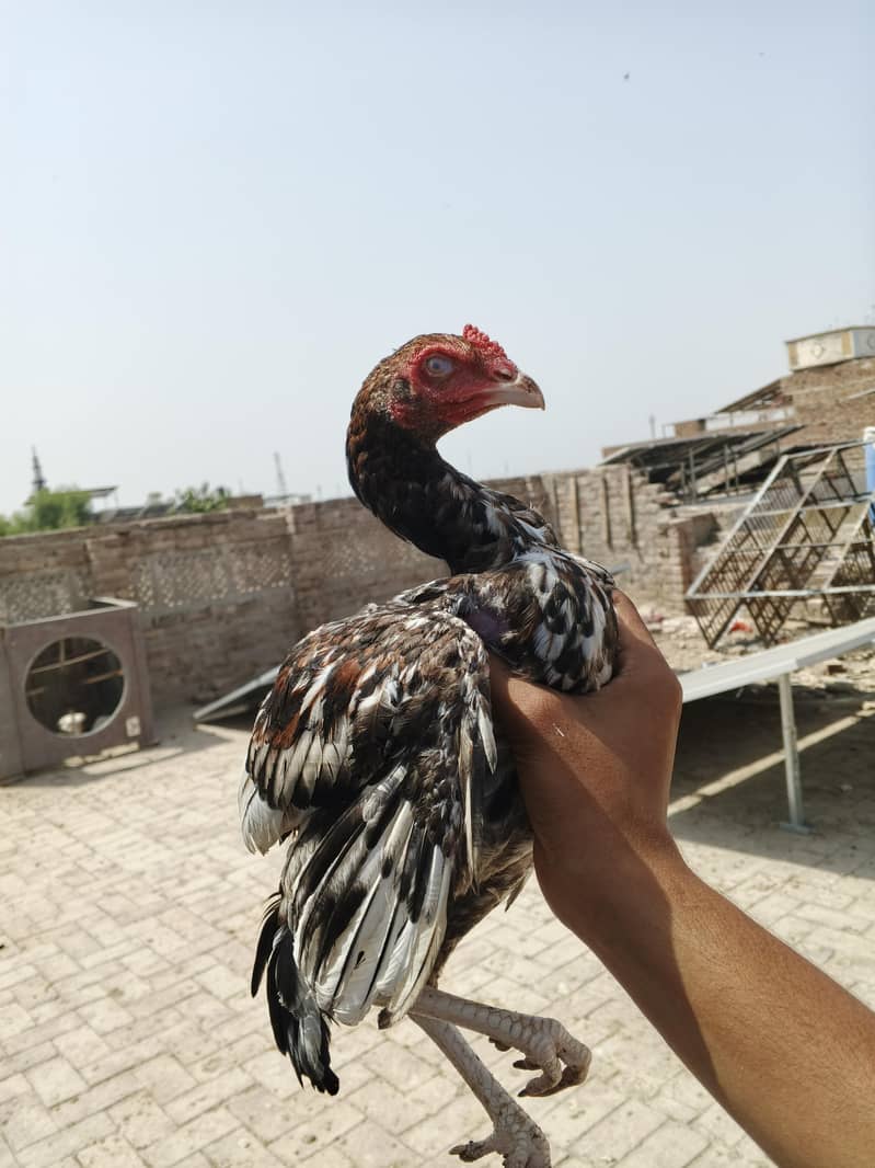 aseel 6