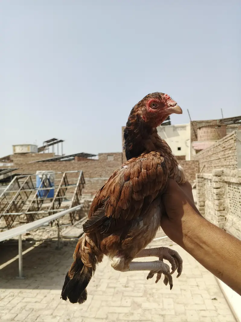 aseel — photo 11