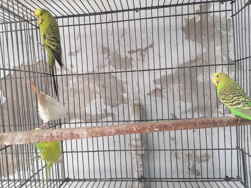 birds 1