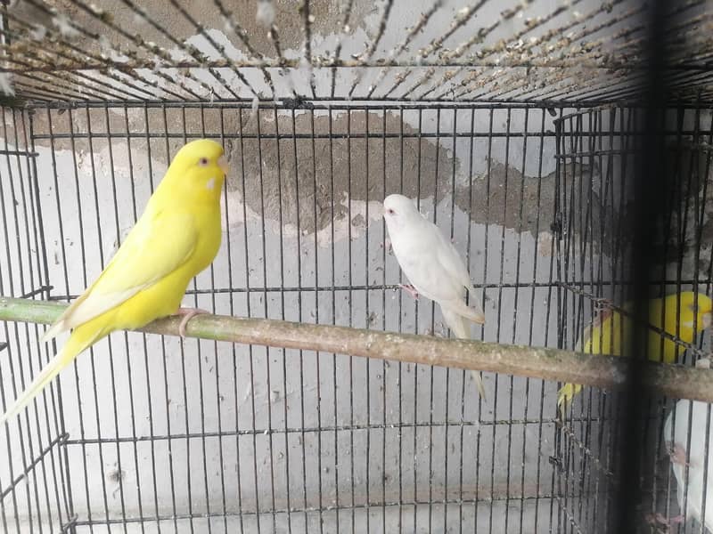 birds 2