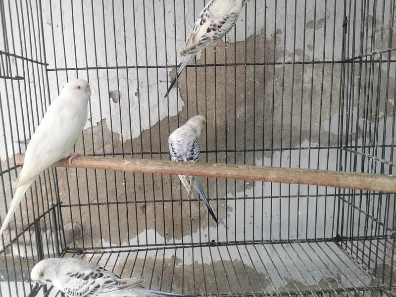 birds 3