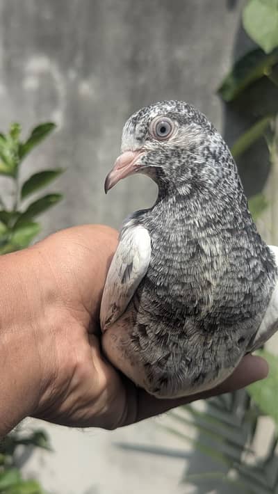 high quality bachy for sale