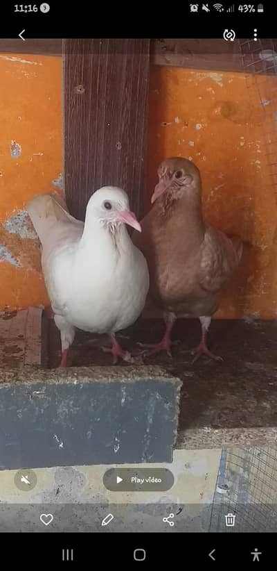 modena king chik heavy pair