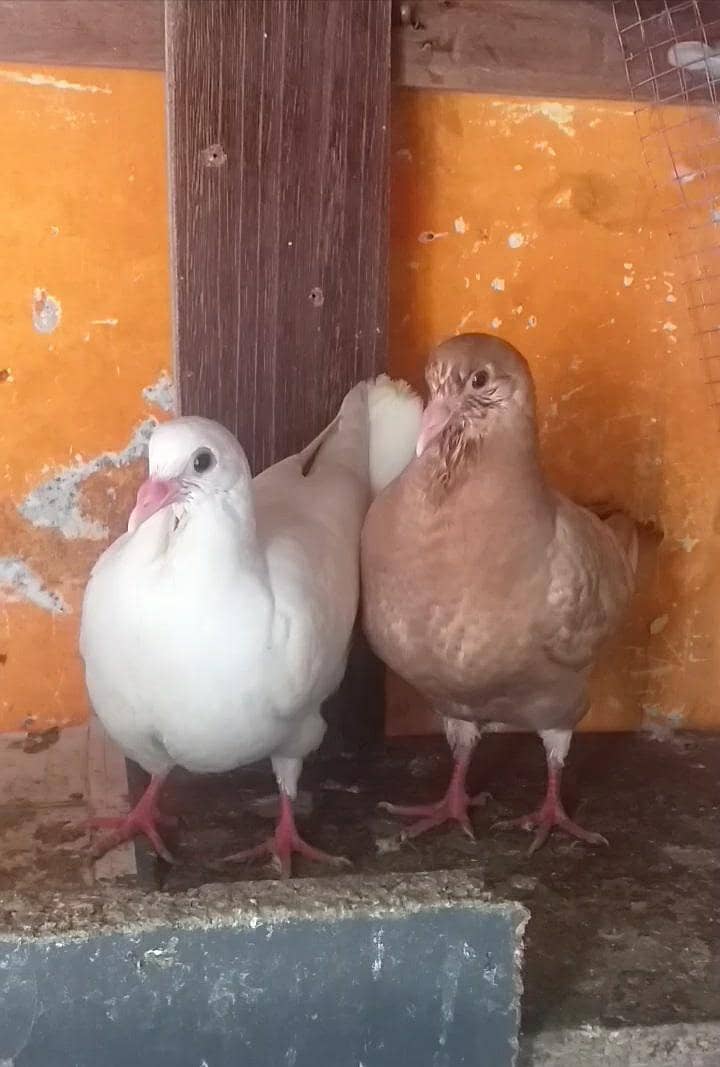 modena king chik  pair 1