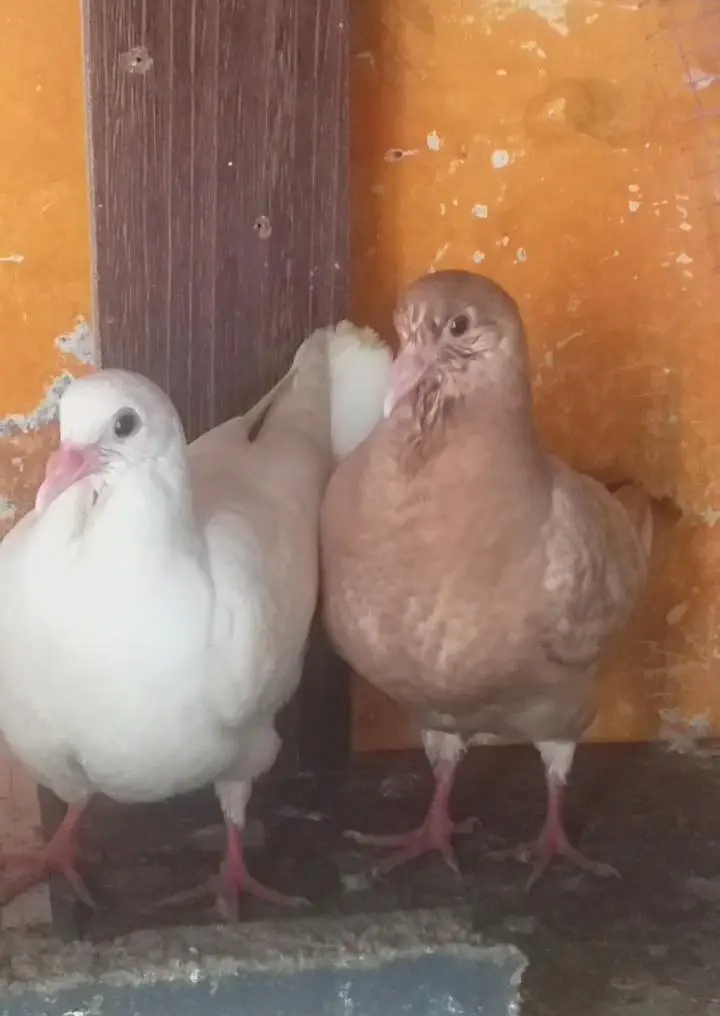 modena king chik  pair — photo 3