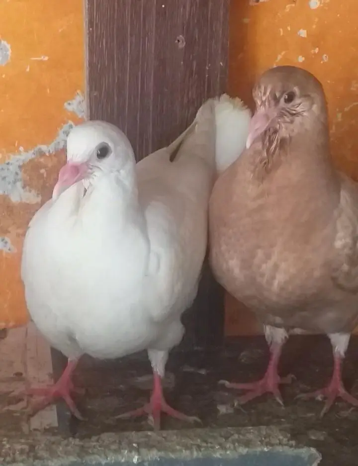 modena king chik  pair — photo 4