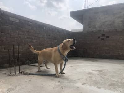 Labrador female