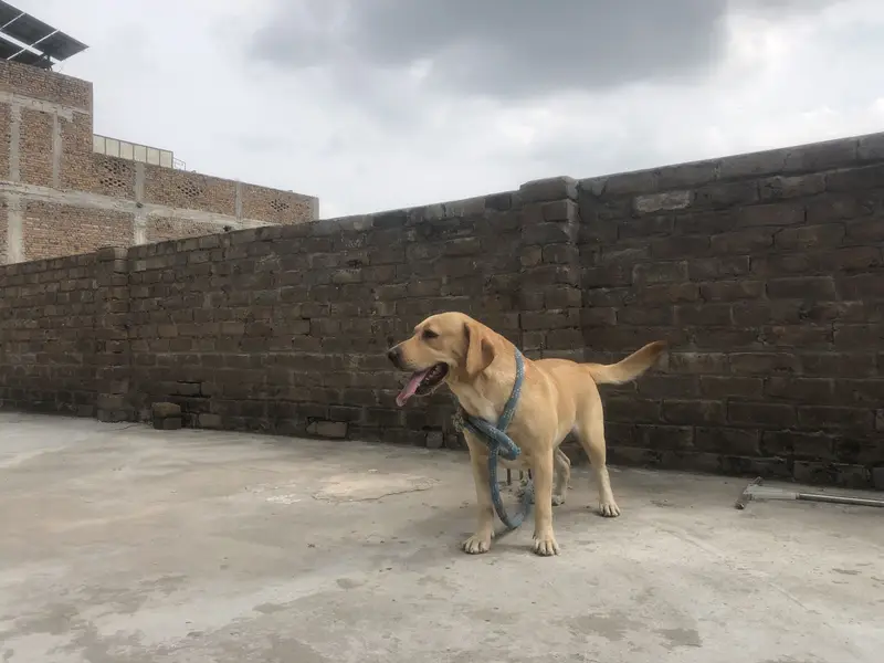 Labrador female — photo 2