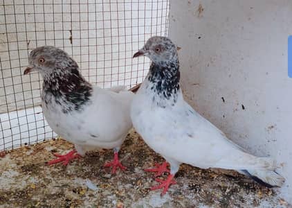 jhonsera  pair for sale.