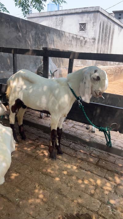 1 bakra 3 bakriya