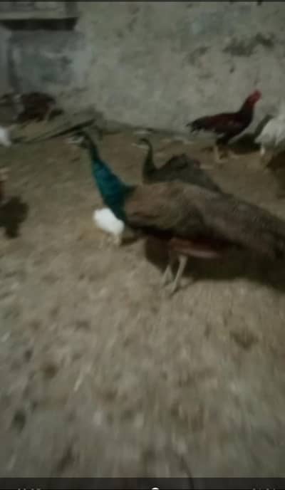 peacock pair