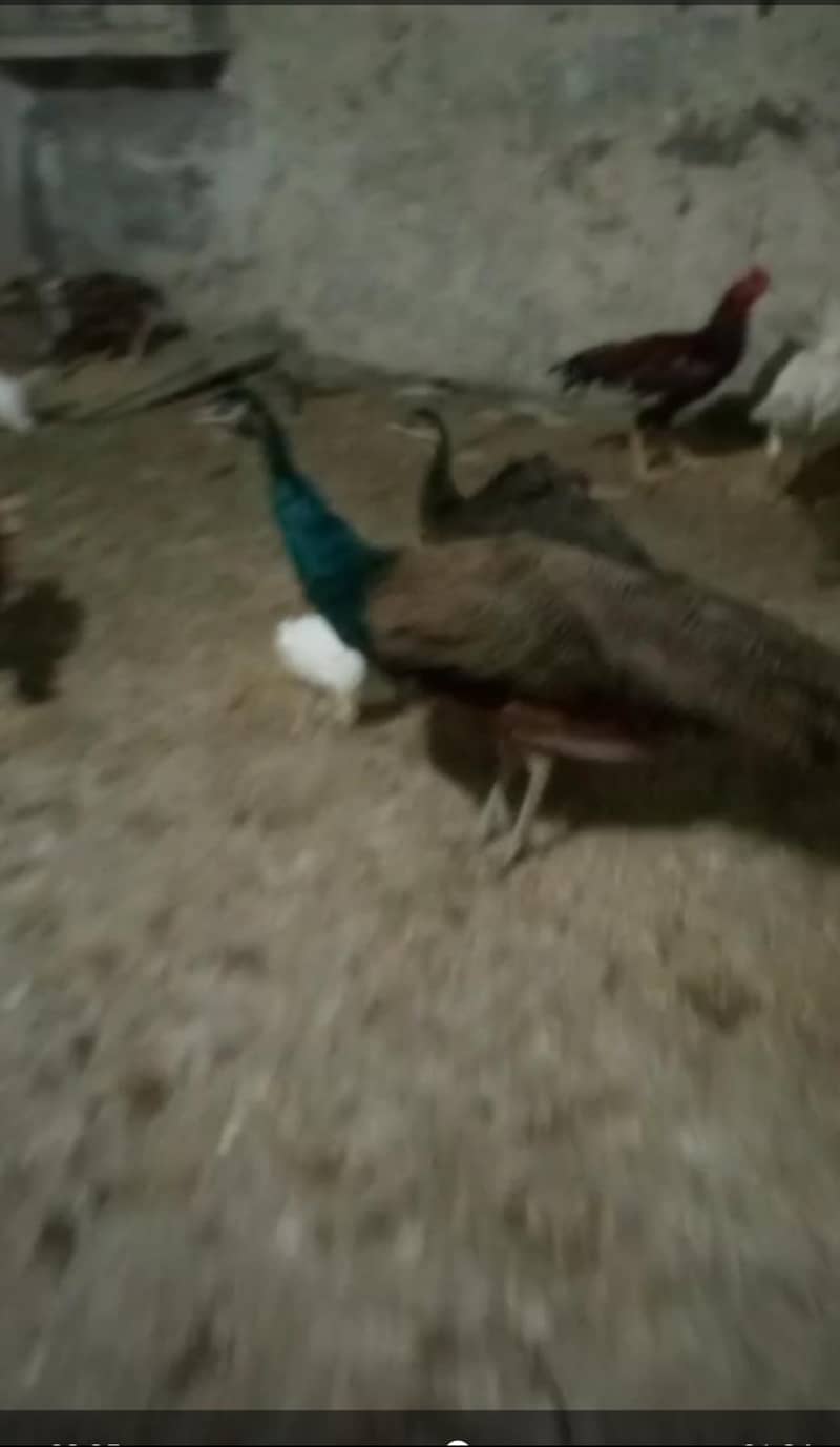 peacock pair 0