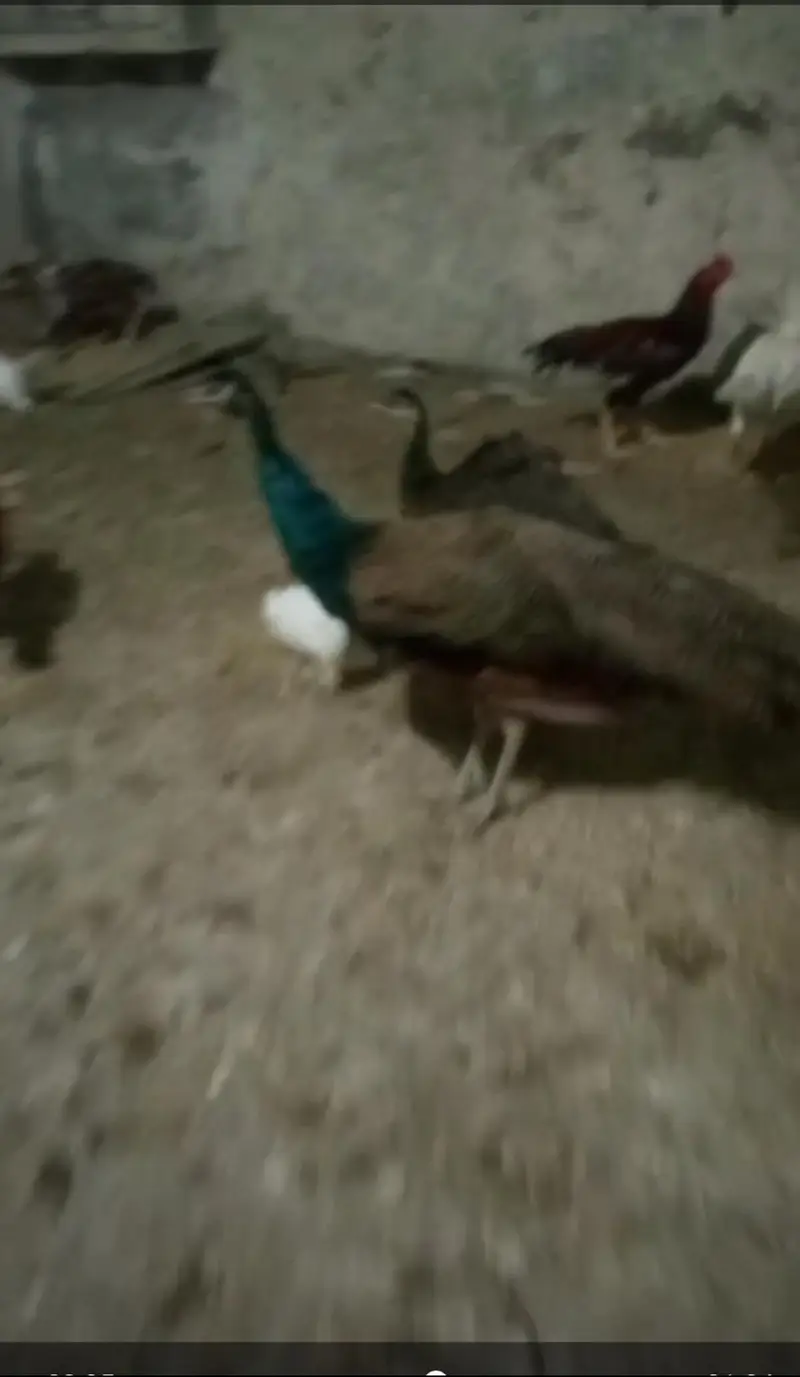 peacock pair