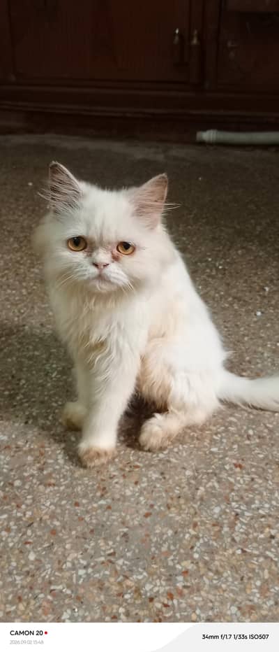 Pure Persian kitten & Adult available