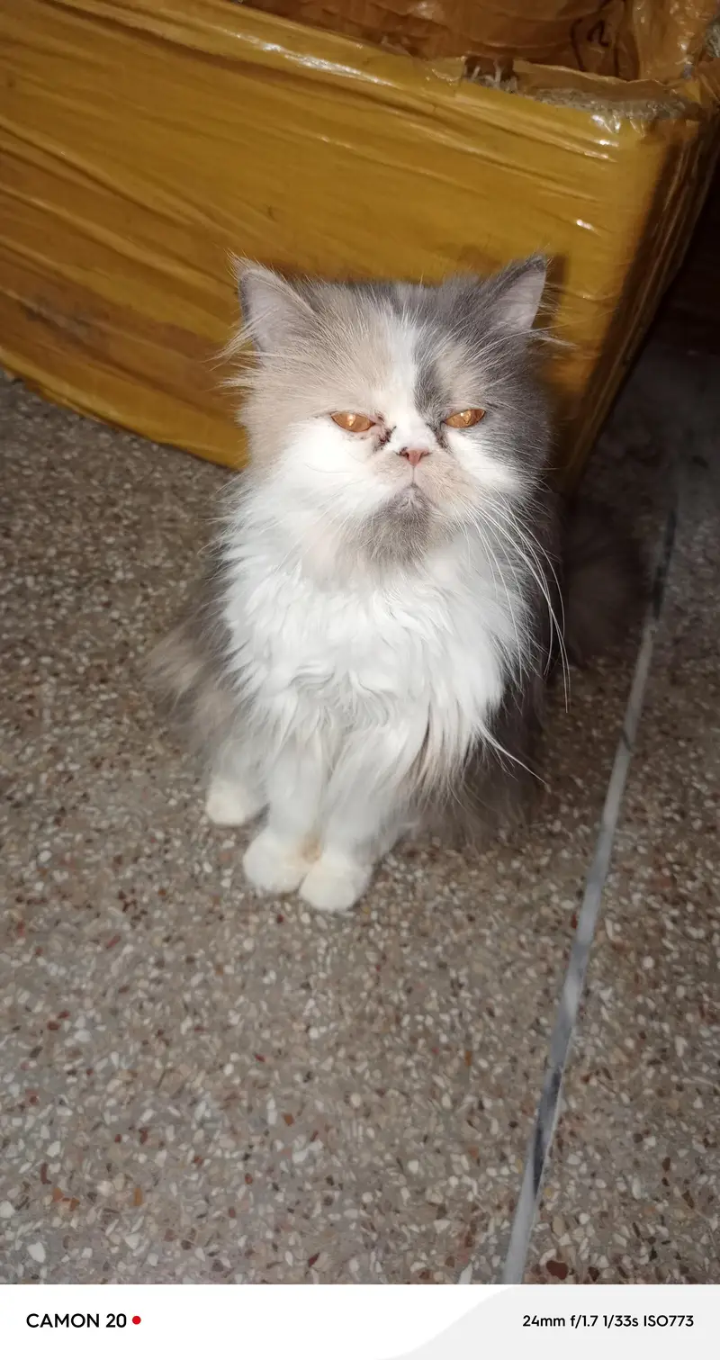 Pure Persian kitten & Adult available — photo 2