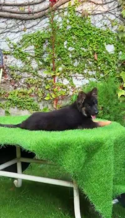 German Shepherd Puppy | Long Coat