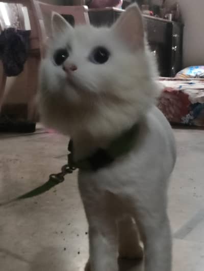 persian white color