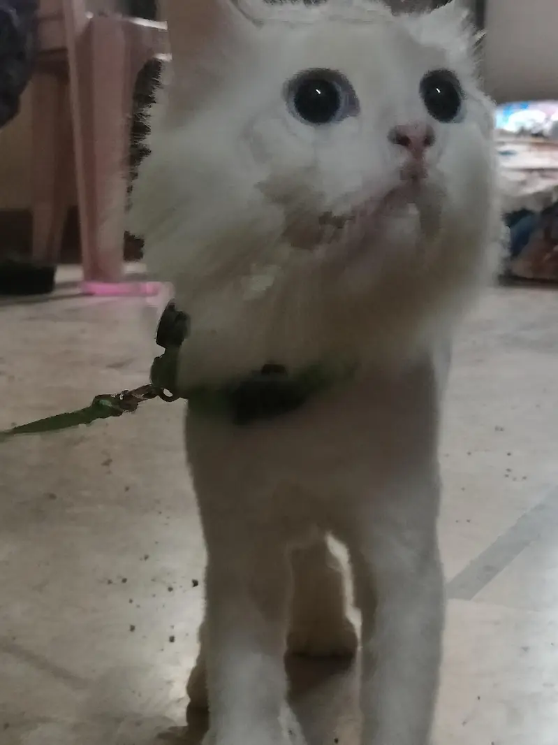 persian white color — photo 2