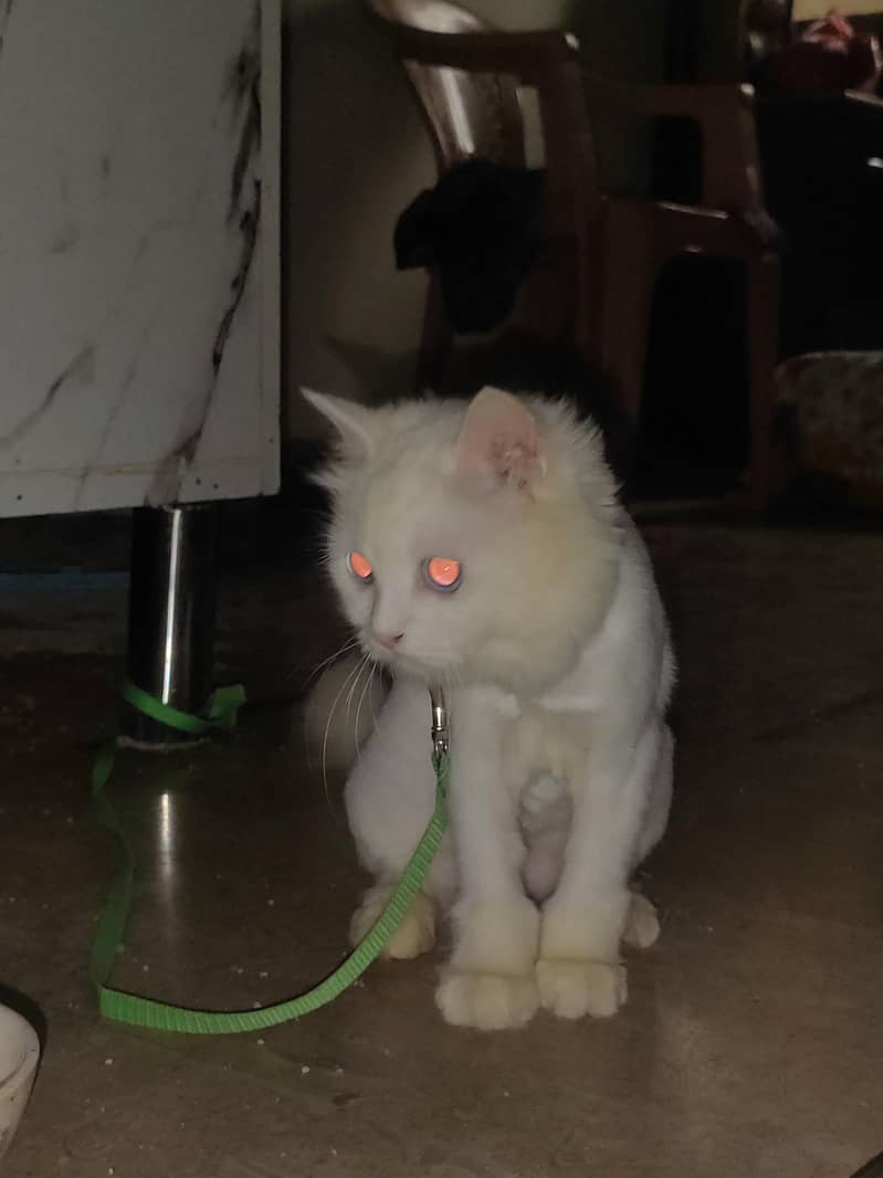 Pure White Persian Cat for Sale| Fluffy |Punch Face|Healthy and Active ...