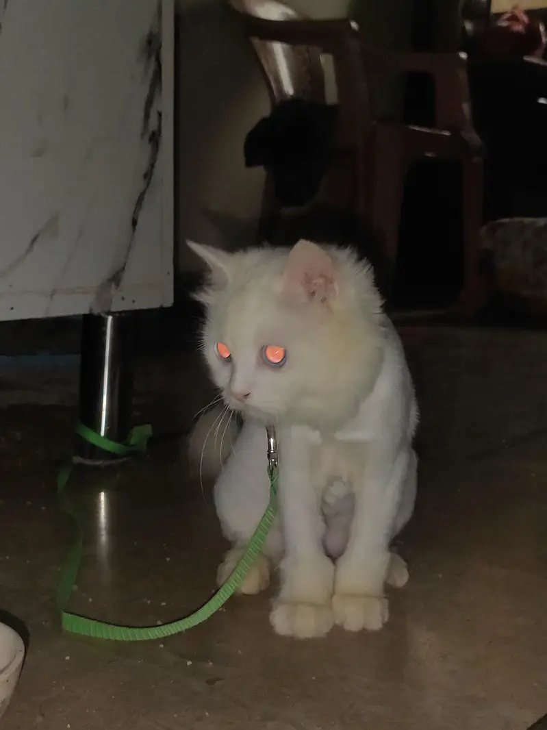 persian white color — photo 4