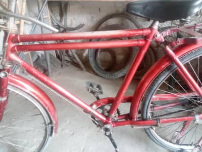 18 inch cycle Sheheen